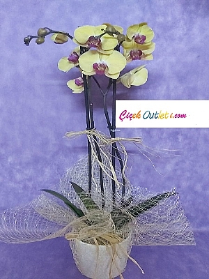 ift dall sar ithal orkide