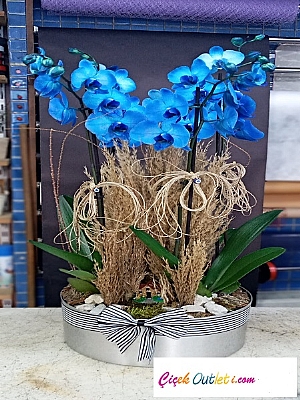 4 dal mavi orkide ithal