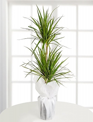 �K�L� MARGENETA