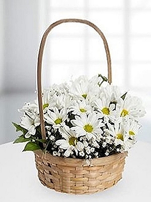 NDRML Sepette Papatyalar