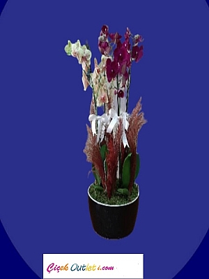 drt dal renkli orkide ithal