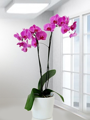 2 Dalli Fusya Orkide