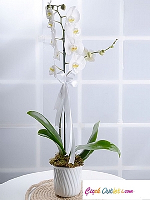 Tekli Beyaz Orkide